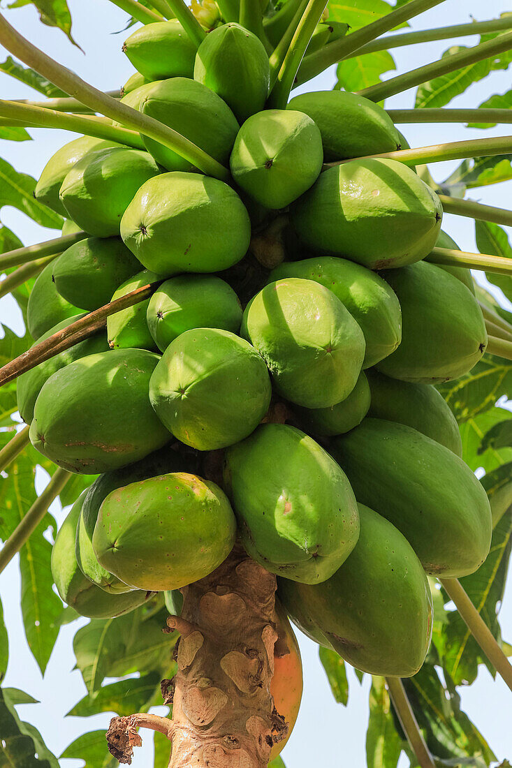 Papaya tree with many fruits at this popular highland tourist park, Bukit Kasih, Minahasa, North Sulawesi, Indonesia, Southeast Asia, Asia