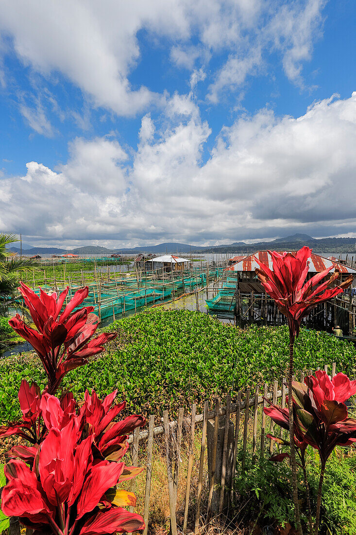 Excessive water hyacinth growth and fish cage farms on this large lake that suffers from pollutants, climate change heating and reduced oxygen, Lake Tondano, Minahasa, North Sulawesi, Indonesia, Southeast Asia, Asia