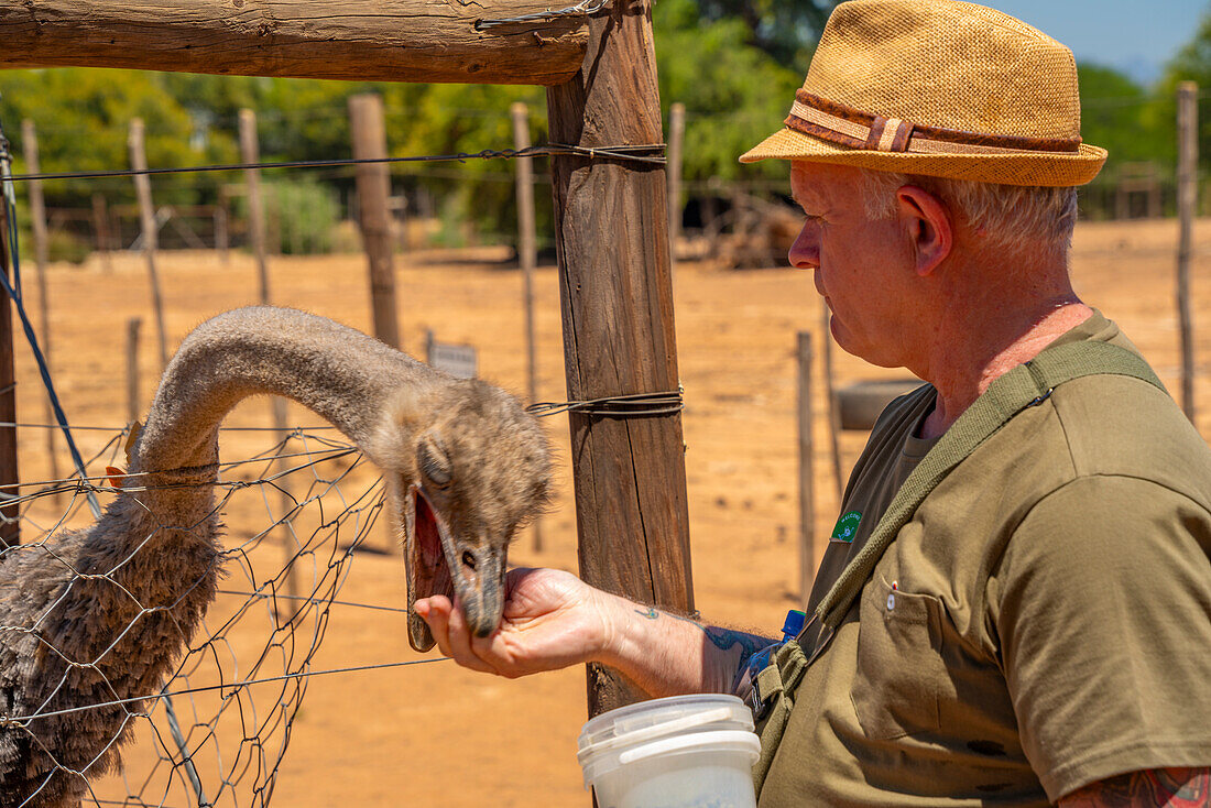 Blick auf einen Besucher, der einen Strauß auf der Safari-Straußenfarm füttert, Oudtshoorn, Westkap, Südafrika, Afrika