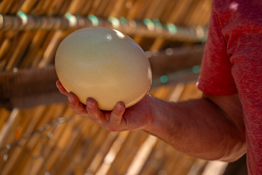 View of keeper holding an Ostrich egg at Safari Ostrich Farm, Oudtshoorn, Western Cape, South Africa, Africa