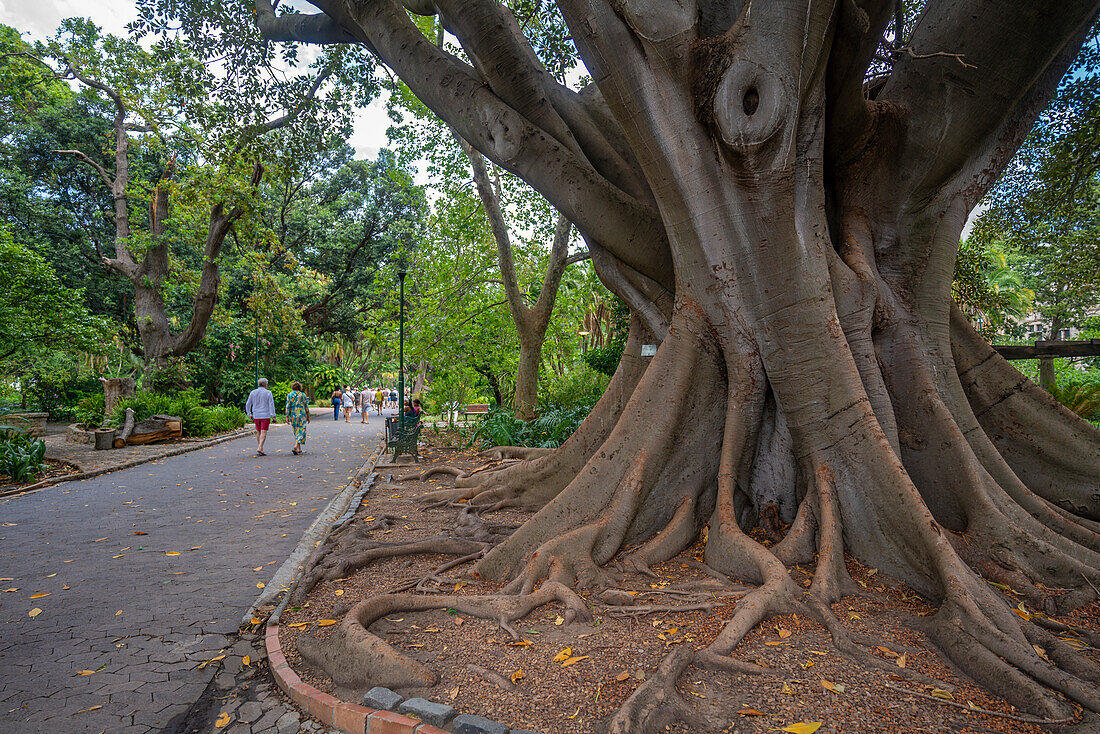 View of large rubber tree, the Company's Garden Giant, Company's Garden, Cape Town, Western Cape, South Africa, Africa