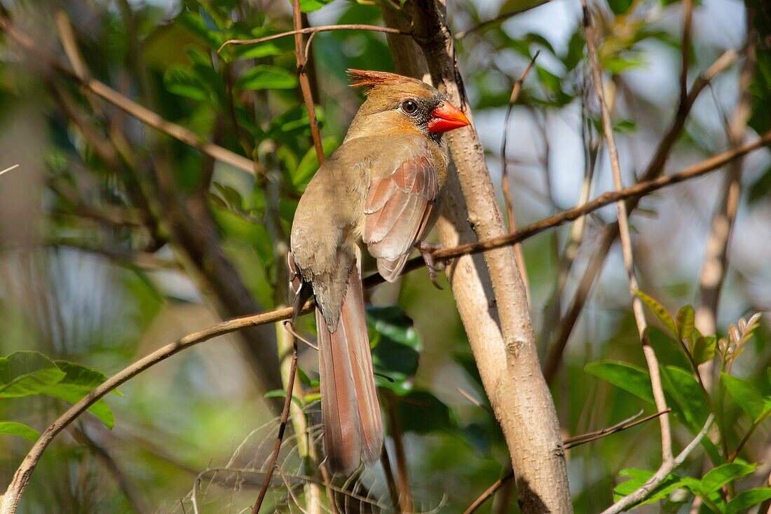 Female Northern Cardinal (Cardinalis cardinalis), Bermuda, North Atlantic, North America