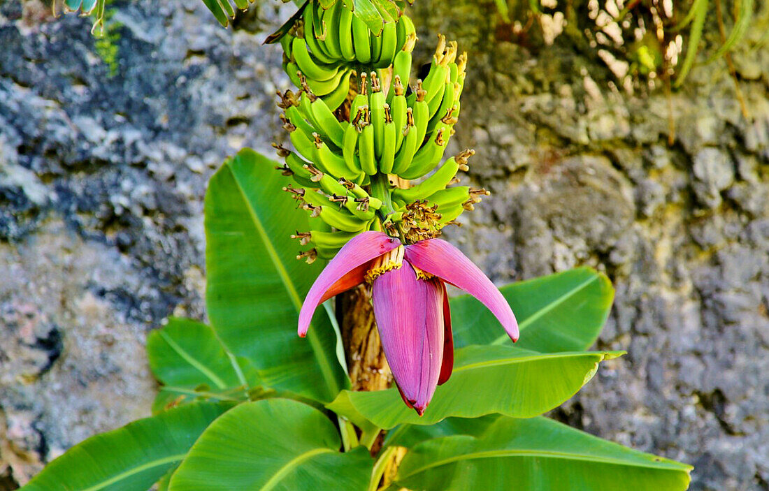 Banana Plant with fruit growing from it, Bermuda, North Atlantic, North America