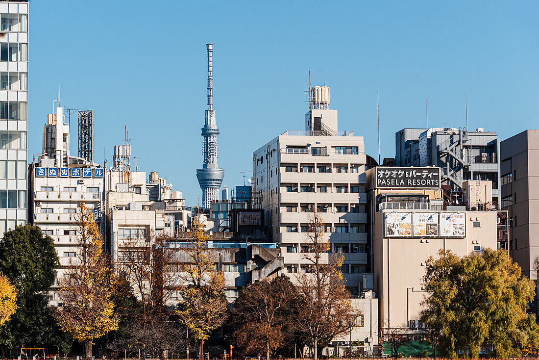 Ueno Park Blick auf Tokyo Skytower und dichte Skyline, mit Herbstbäumen, Tokyo, Honshu, Japan, Asien