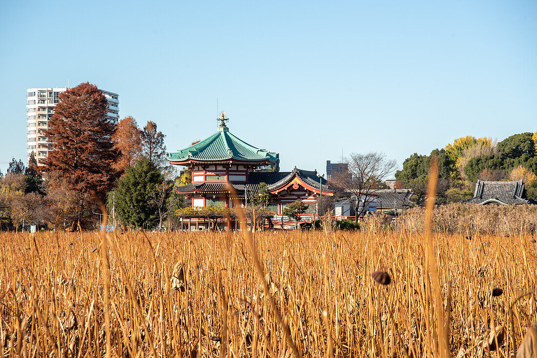 Ueno-Park im Autmn, Lotus-See mit Shinobazunoike Benten-do-Tempel, Shinobazuno-Teich, Ueno, Tokio, Honshu, Japan, Asien