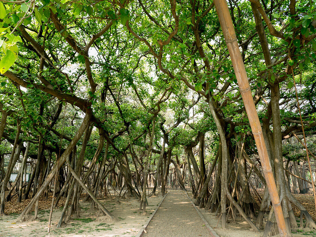 The Great Banyan tree, Botanical Gardens, Kolkata, West Bengal, India, Asia