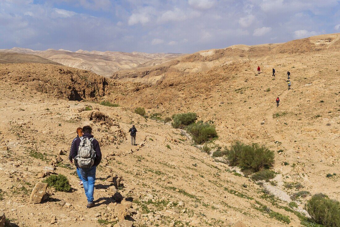 Israel, Judean and Samaria region, Judean desert, trekking at Kfar Hanokdim, area of Masada National Park et Ein Gedi Nature Reserve