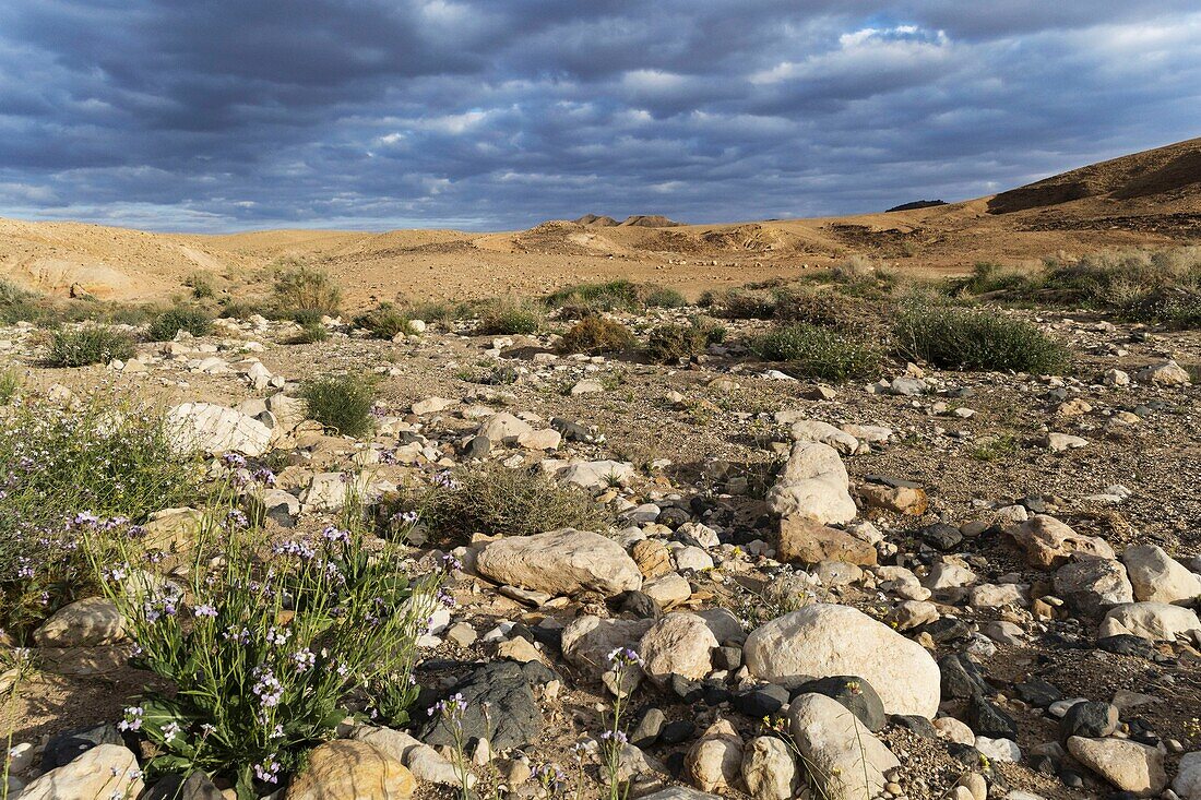 Israel, South District, Negev Desert, Mitzpe Ramon or Ramon Crator