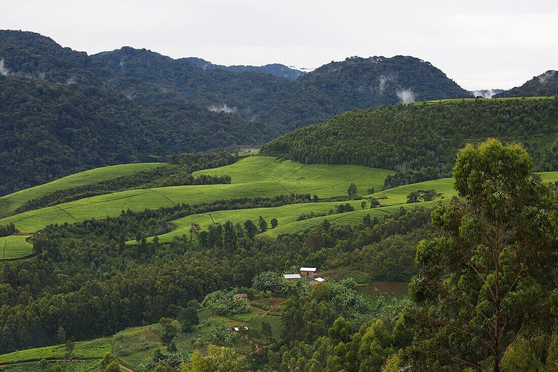 Ruanda, Nyungwe, Landschaft mit bewaldeten Hügeln und Teeplantagen im Nyungwe-Nationalpark, dem größten Primärwald im Hochland Afrikas