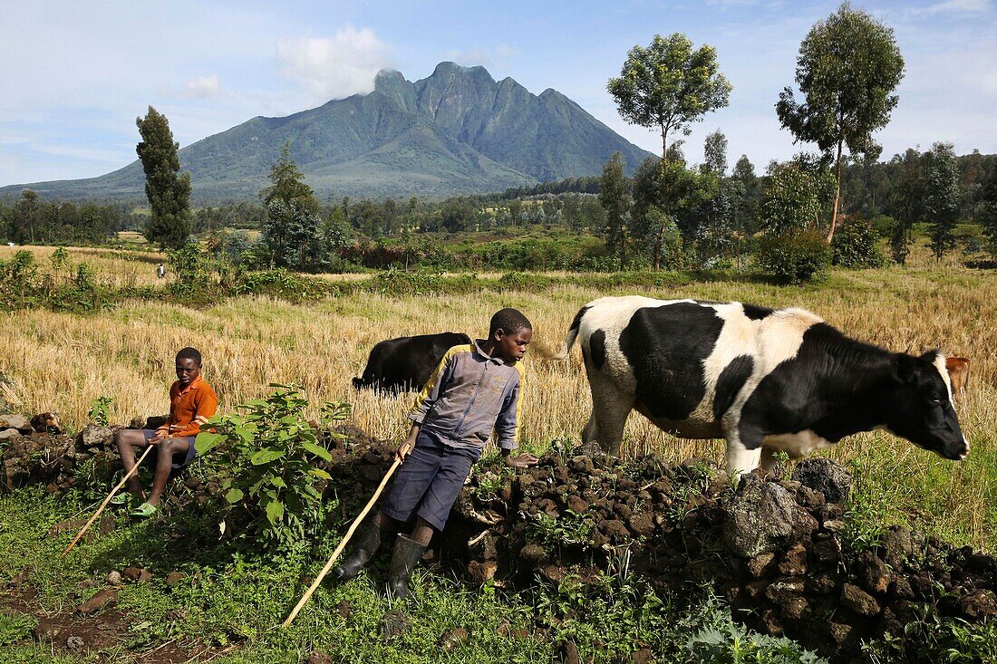 Rwanda, Volcanoes National Park, young boys guarding cows in front of fields with a volcano on a background