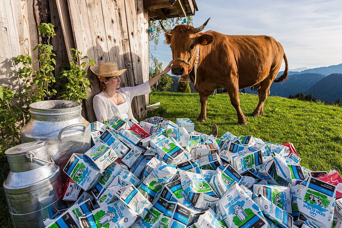 France, Haute Savoie, Morzine, La Cote d'Arbroz, the pass of Ancrenaz, nap of the shepherdess, the purebred cow Tarine