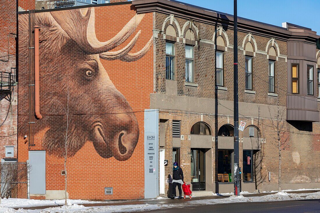 Canada, Quebec province, Montreal, the Villeray district, rue Jarry-Est, EtOH Brasserie and its mural fresco representing a moose