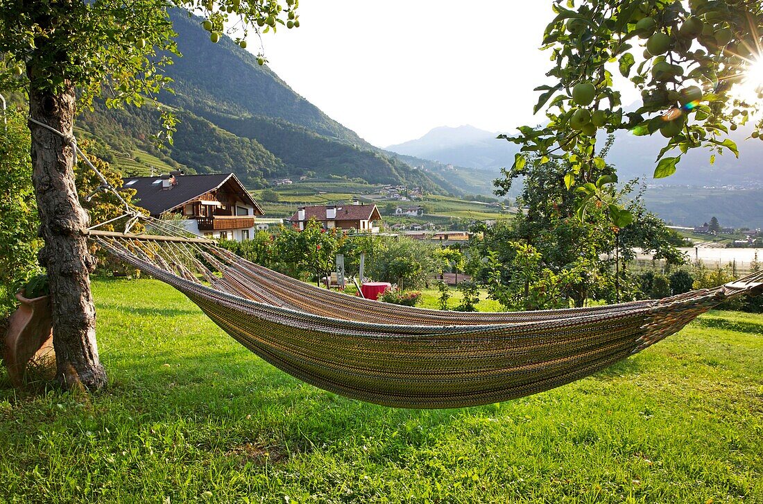 Italy, autonomous province of Bolzano, Merano, hammock hanging between the trees of the garden of the guest house Maratscher open on the green valley and surrounded by mountains of Bolzano