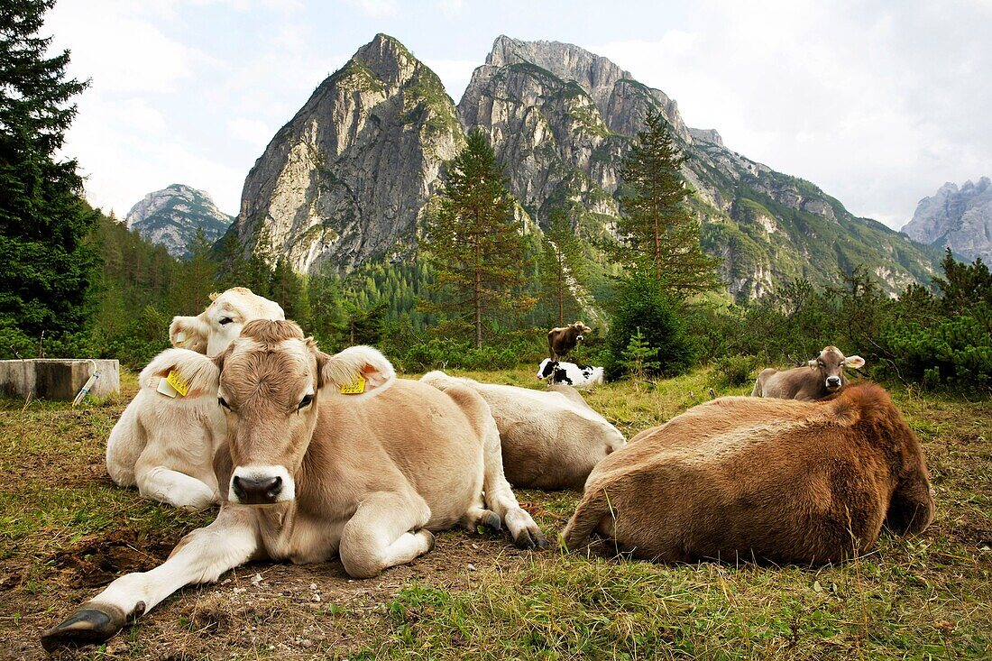 Italy, autonomous province of Bolzano, Alta Pusteria, dolomites, cows lying in front of Tre Cime di Lavaredo, famous peaks of the Dolomites mountains