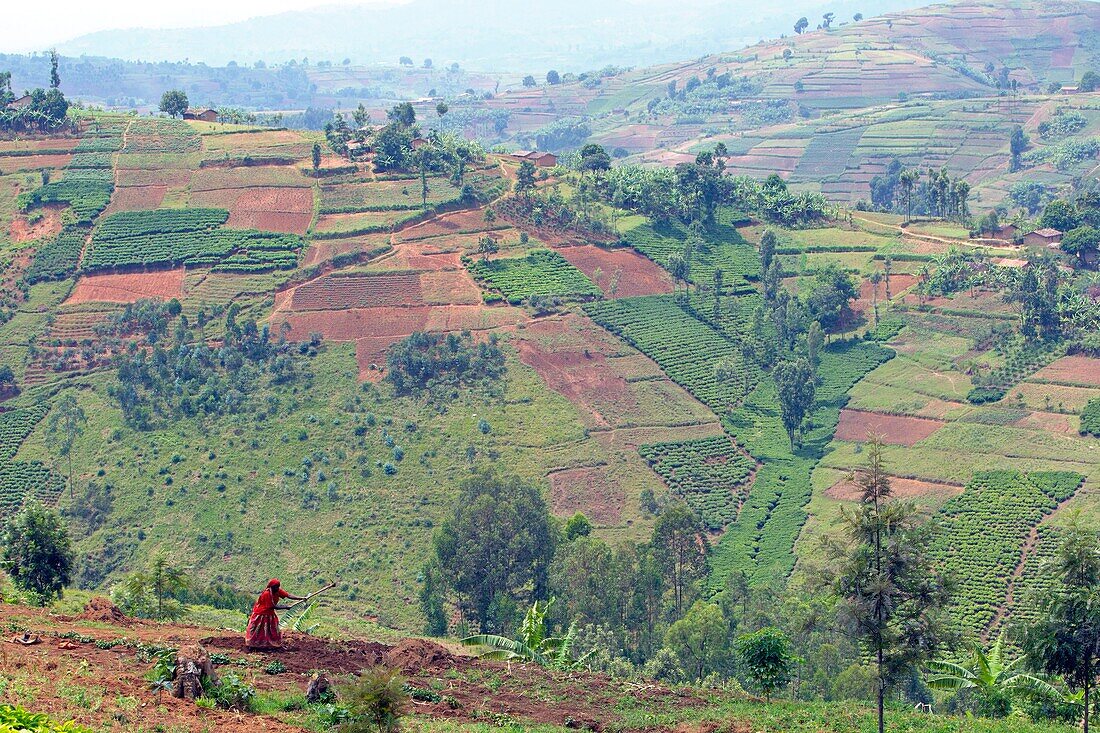 Burundi, Buyenzi, Trays, country with a thousand hills, agriculture