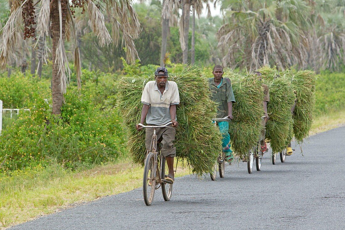 Burundi, Nature Reserve of Rusizi, Fodder pickup by men on bike