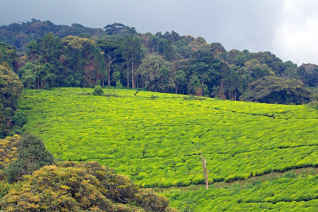 Burundi, Kibira-Nationalpark, Bergwald