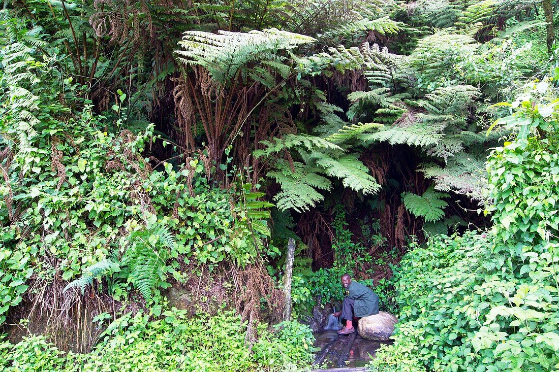 Burundi, Kibira National Park, mountain forest