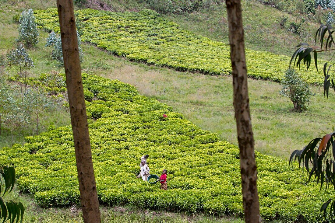 Burundi, Kibira National Park, Teza, Rwegura, Tea collection