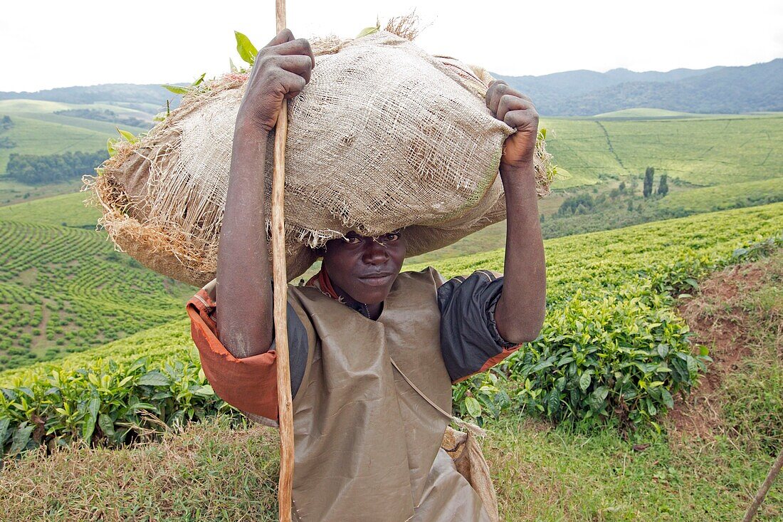 Burundi, Kibira National Park, Teza, Rwegura, Tea collection