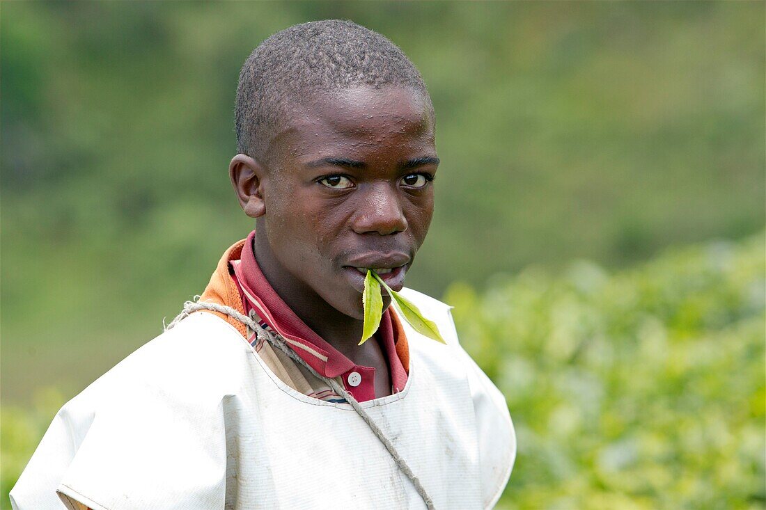 Burundi, Kibira-Nationalpark, Teza, Rwegura, Teesammlung