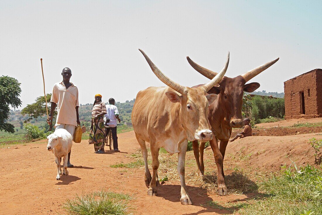 Burundi, Bugesera, northern lakes, cattle farming