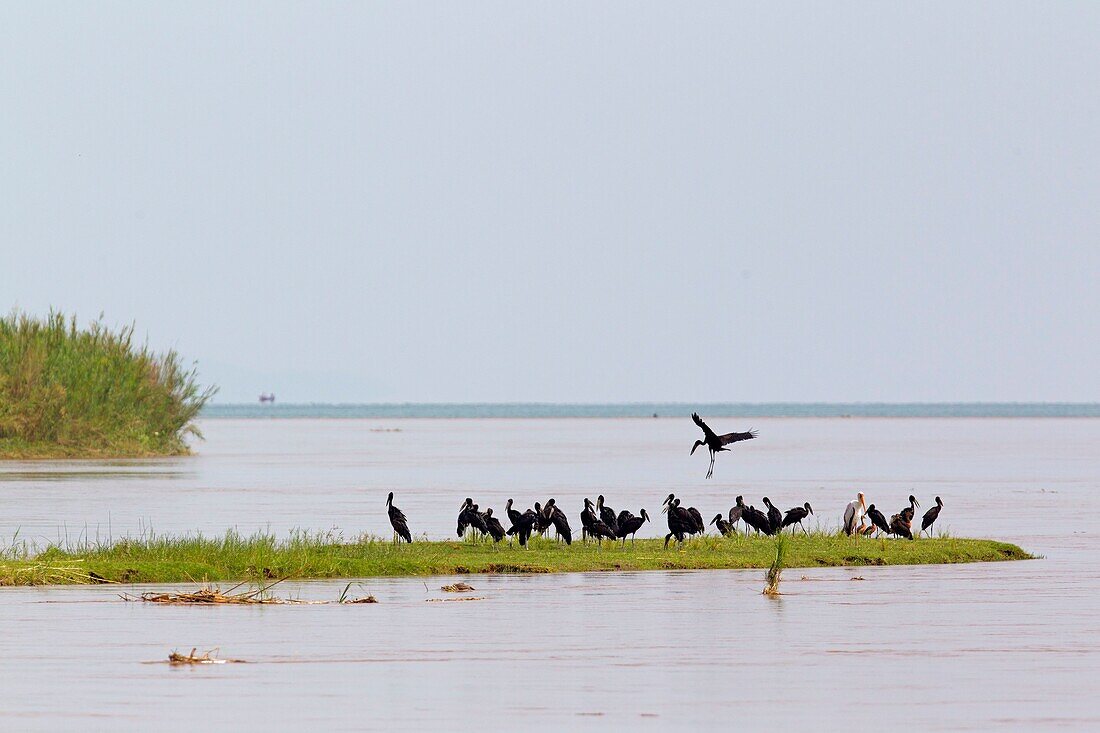 Burundi, Lake Tanganyika, national park of Rusizi, African Openbill (Anastomus lamelligerus) )