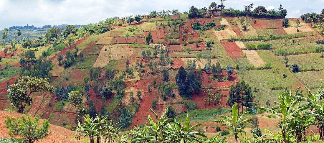 Burundi, Buyenzi, Tabletts, Land der tausend Hügel