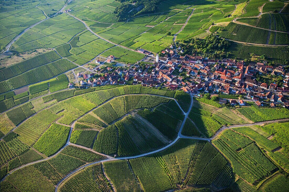 France, Haut Rhin, Alsace Wine Route, Katzenthal, Saint Nicolas church, Wineck castle, vineyard (aerial view)