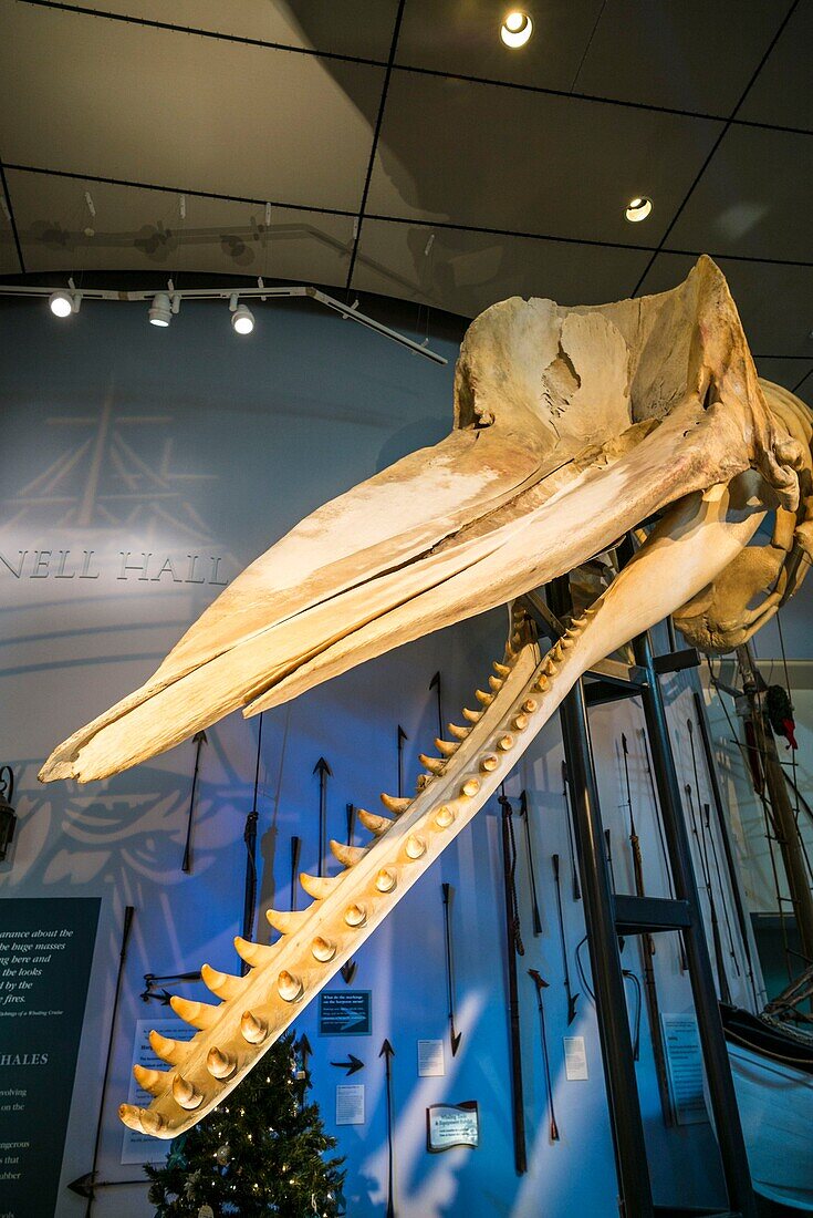 United States, New England, Massachusetts, Nantucket Island, Nantucket, Nantucket Whaling Museum, whale skeleton