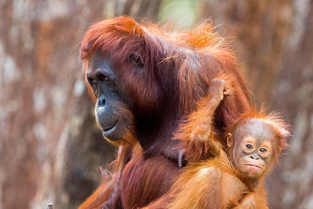 Indonesia, Borneo, Tanjung Puting National Park, Bornean orangutan (Pongo pygmaeus pygmaeus), Adult female with a baby near by the water of Sekonyer river