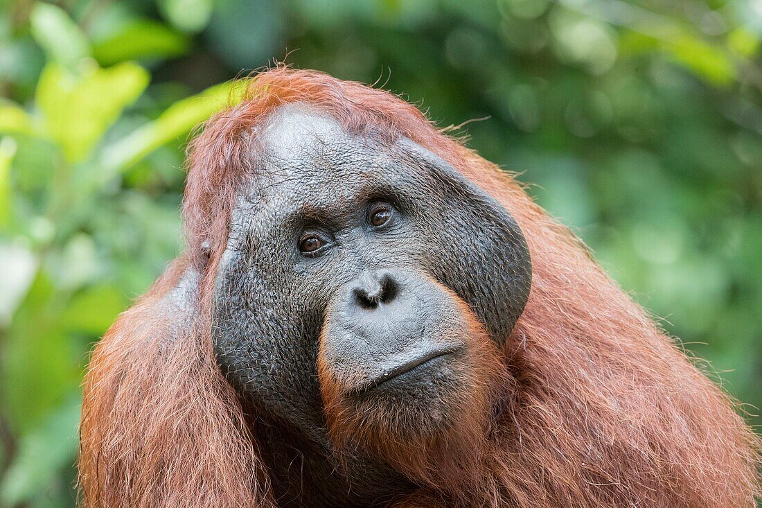 Indonesia, Borneo, Tanjung Puting National Park, Bornean orangutan (Pongo pygmaeus pygmaeus), adult male in a tree