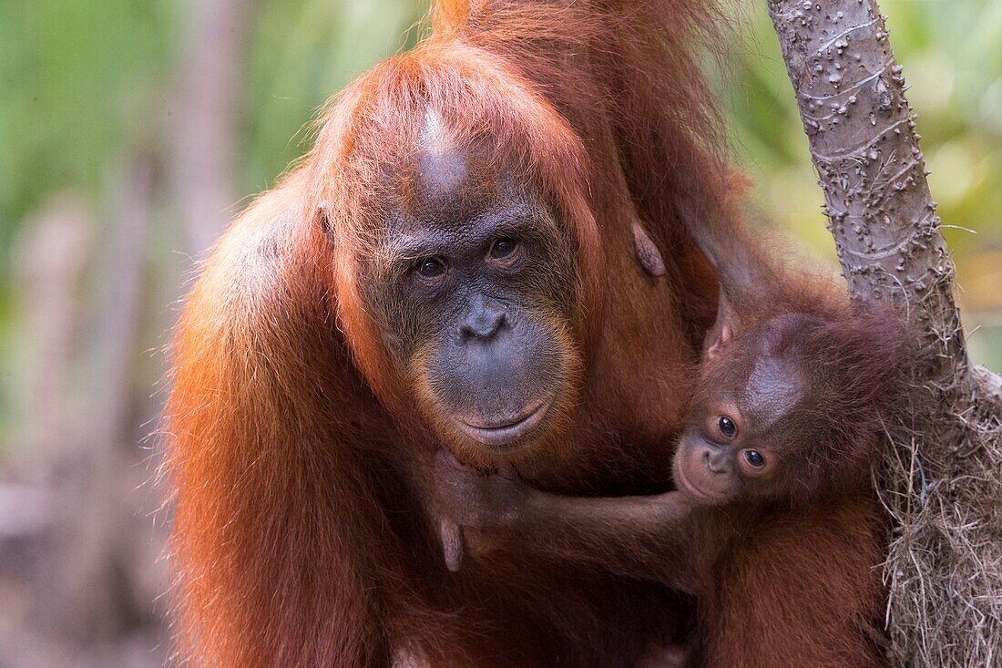 Indonesia, Borneo, Tanjung Puting National Park, Bornean orangutan (Pongo pygmaeus pygmaeus), Adult female with a baby