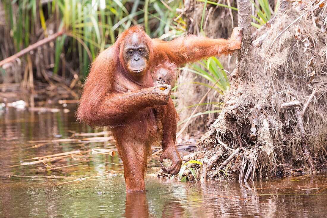 Indonesia, Borneo, Tanjung Puting National Park, Bornean orangutan (Pongo pygmaeus pygmaeus), Adult female with a baby near by the water of Sekonyer river