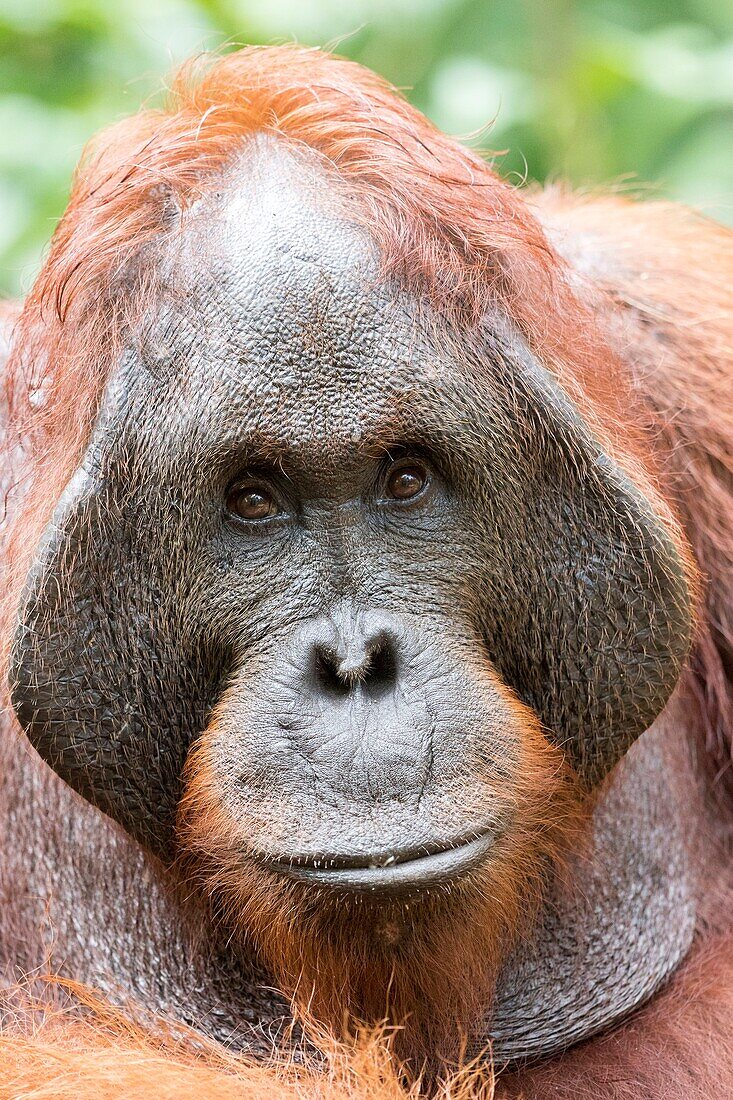 Indonesia, Borneo, Tanjung Puting National Park, Bornean orangutan (Pongo pygmaeus pygmaeus), adult male