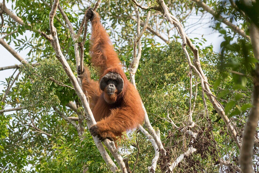 Indonesia, Borneo, Tanjung Puting National Park, Bornean orangutan (Pongo pygmaeus pygmaeus), adult male in a tree