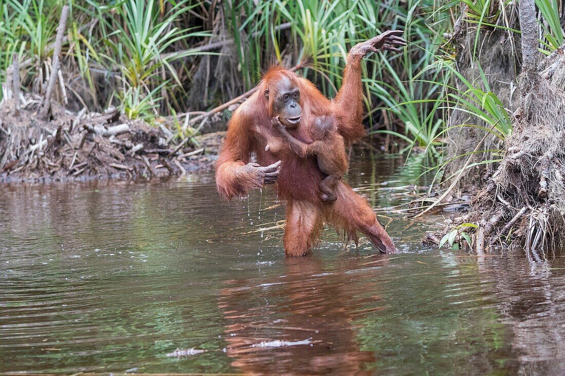 Indonesia, Borneo, Tanjung Puting National Park, Bornean orangutan (Pongo pygmaeus pygmaeus), Adult female with a baby near by the water of Sekonyer river