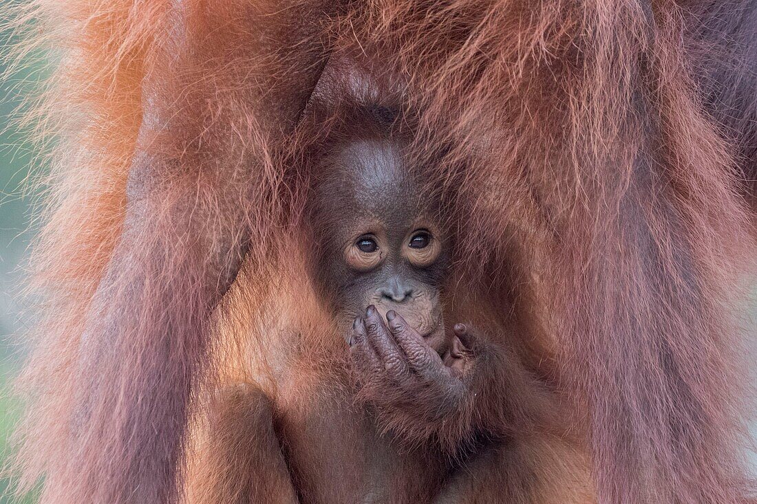 Indonesia, Borneo, Tanjung Puting National Park, Bornean orangutan (Pongo pygmaeus pygmaeus), Adult female with a baby, detail