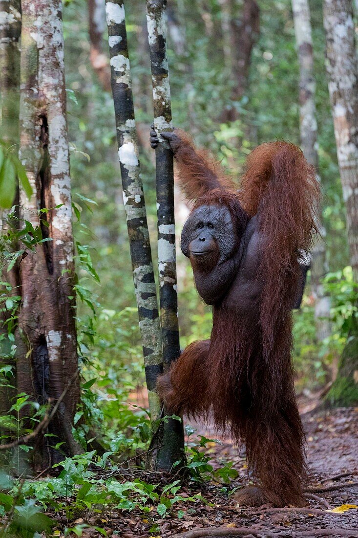 Indonesia, Borneo, Tanjung Puting National Park, Bornean orangutan (Pongo pygmaeus pygmaeus), adult male