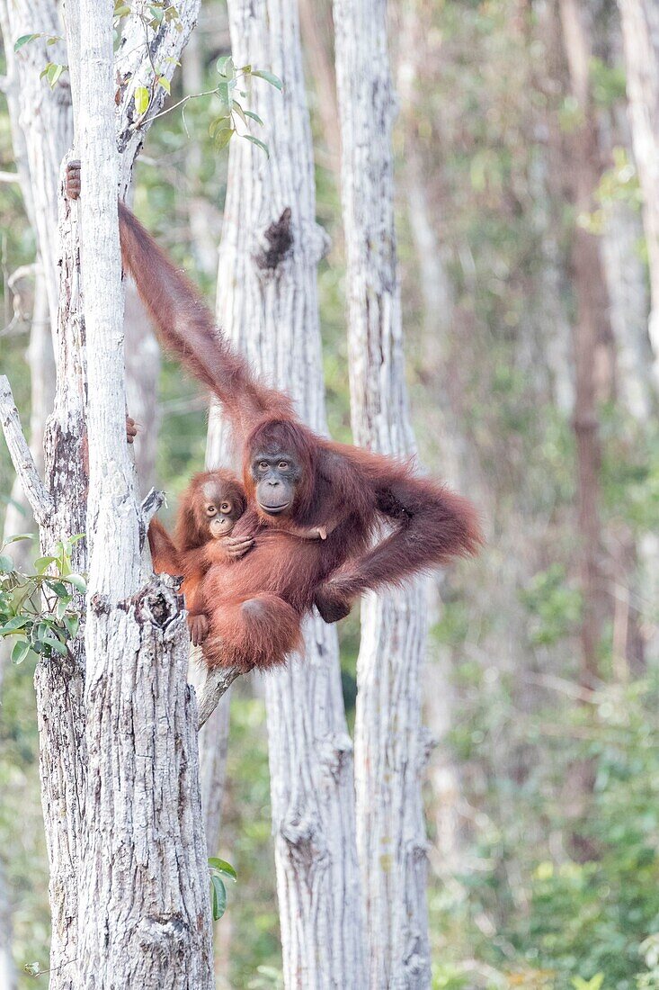 Indonesia, Borneo, Tanjung Puting National Park, Bornean orangutan (Pongo pygmaeus pygmaeus)