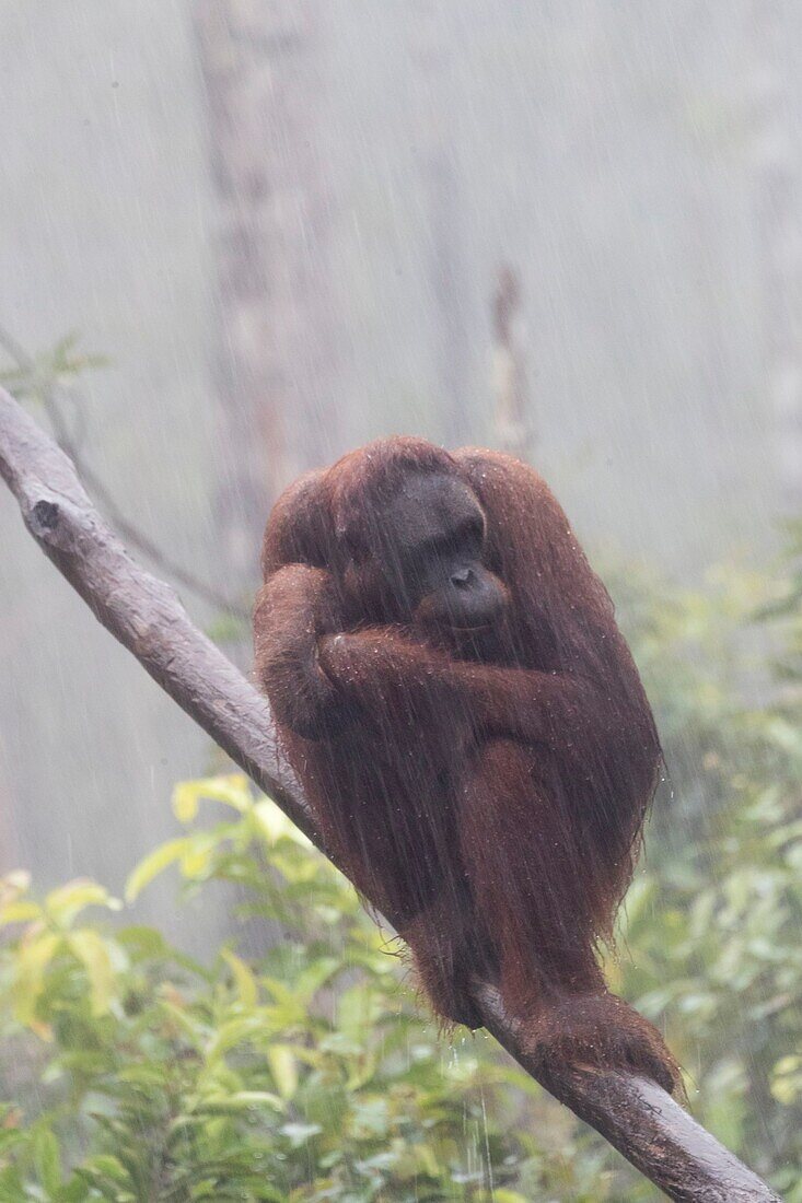 Indonesia, Borneo, Tanjung Puting National Park, Bornean orangutan (Pongo pygmaeus pygmaeus), under the tropical rain