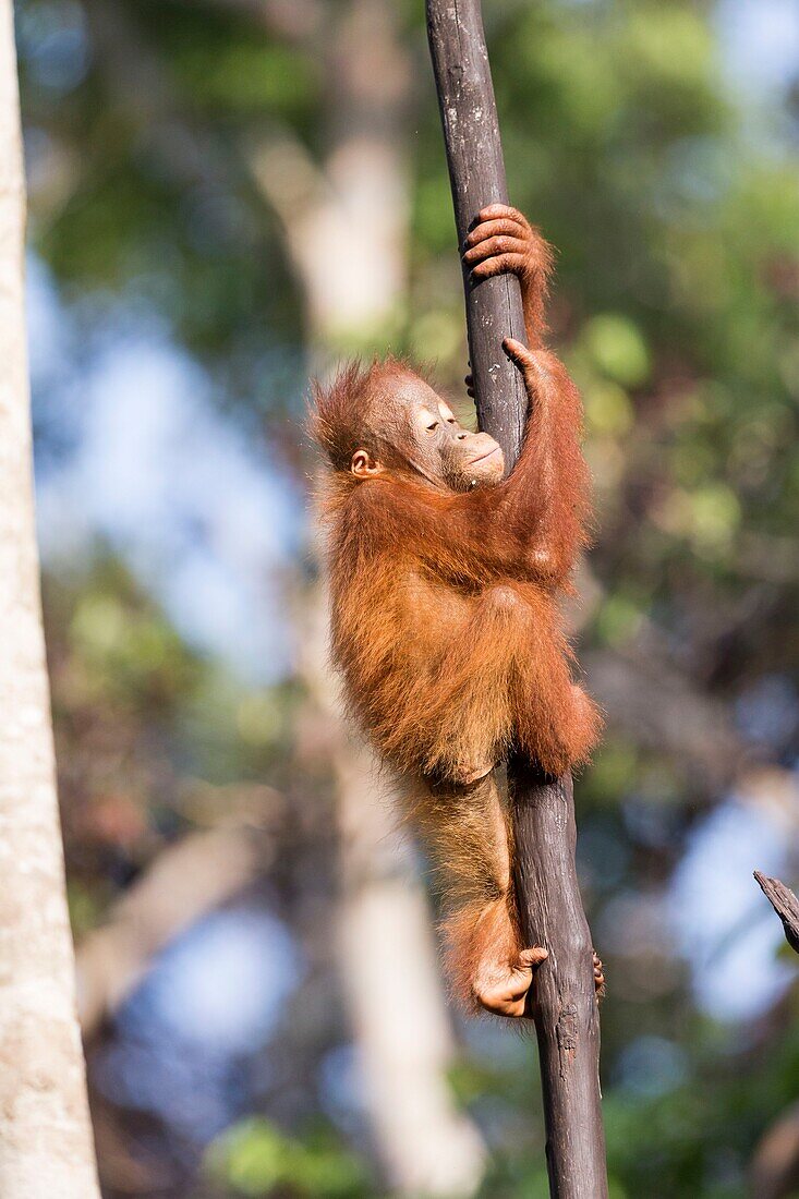 Indonesia, Borneo, Tanjung Puting National Park, Bornean orangutan (Pongo pygmaeus pygmaeus), Young