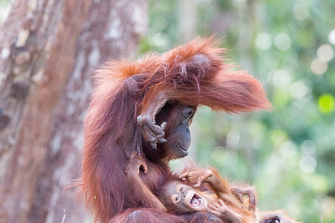 Indonesien, Borneo, Tanjung Puting National Park, Borneo Orang-Utan (Pongo pygmaeus pygmaeus), Erwachsenes Weibchen mit Baby am Wasser des Sekonyer Flusses