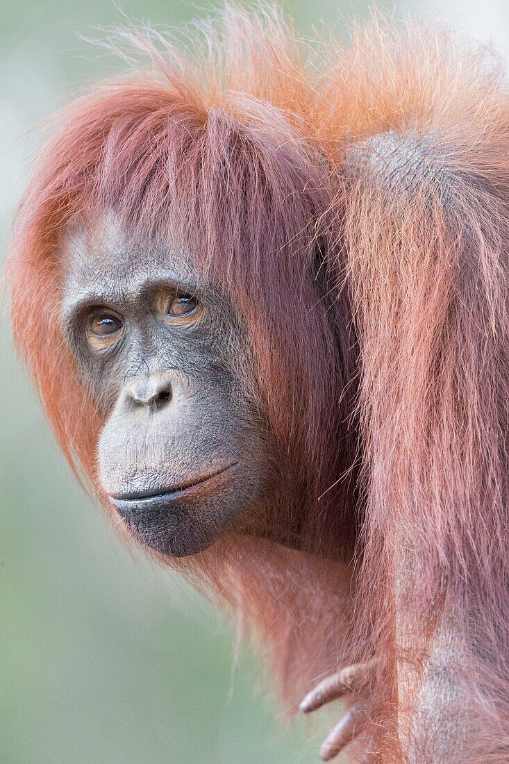 Indonesia, Borneo, Tanjung Puting National Park, Bornean orangutan (Pongo pygmaeus pygmaeus), Adult female alone