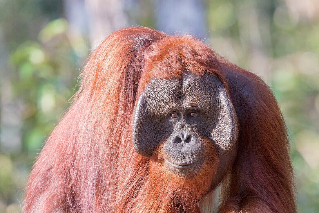 Indonesia, Borneo, Tanjung Puting National Park, Bornean orangutan (Pongo pygmaeus pygmaeus), adult male