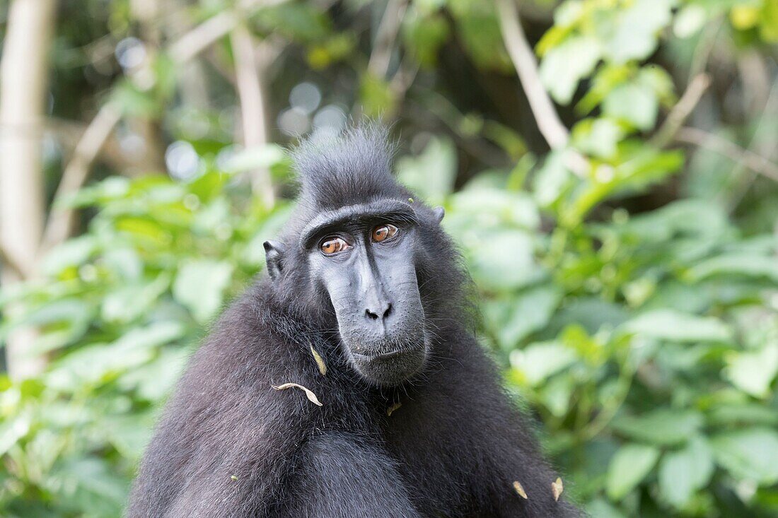 Indonesia, Celebes, Sulawesi, Tangkoko National Park, Celebes crested macaque or crested black macaque, Sulawesi crested macaque, or the black ape (Macaca nigra), Adult male