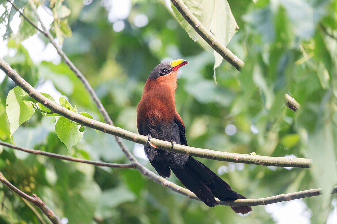 Indonesia, Celebes, Sulawesi, Tangkoko National Park, Yellow-billed Malkoha ( Rhamphococcyx calyorhynchus)