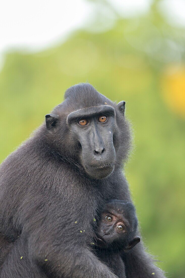 Indonesia, Celebes, Sulawesi, Tangkoko National Park, Celebes crested macaque or crested black macaque, Sulawesi crested macaque, or the black ape (Macaca nigra), Mother and baby