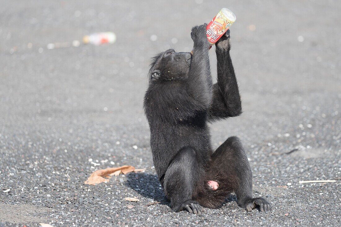 Indonesia, Celebes, Sulawesi, Tangkoko National Park, Celebes crested macaque or crested black macaque, Sulawesi crested macaque, or the black ape (Macaca nigra), on the black sand beach with a bottle of soda