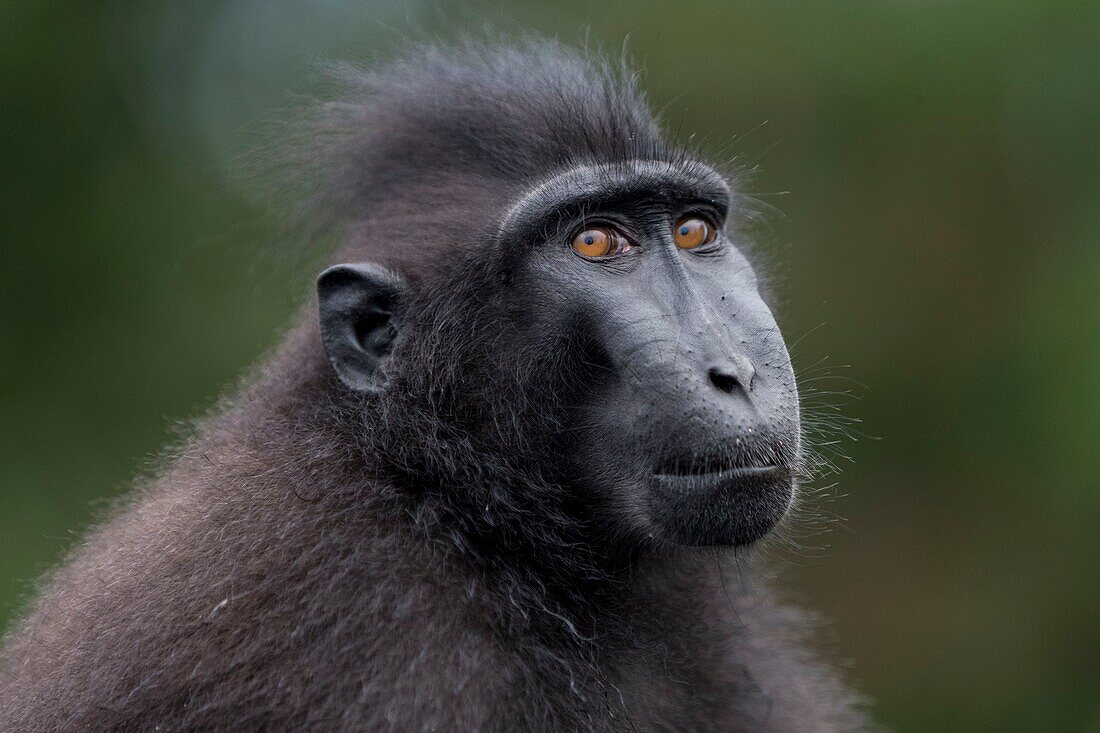 Indonesia, Celebes, Sulawesi, Tangkoko National Park, Celebes crested macaque or crested black macaque, Sulawesi crested macaque, or the black ape (Macaca nigra)